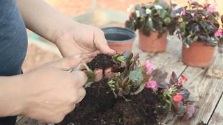 How to Grow Begonias [upl. by Tarr]