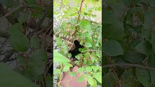 Baby Waterhen part3Nest Waterhen shortvideo youtubeshort cutebaby fyp waterhen shortsfeed [upl. by Ruvolo]