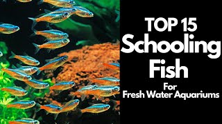 The 15 BEST Schooling Fish For Freshwater Aquariums 🐟 [upl. by Hniht]