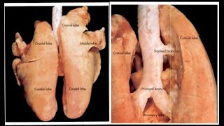 Lungs of Ox Horse Dog Pig and Fowl  Splanchnology  ANATOMY by Dr Nidhi Gupta  NDVSU [upl. by Schifra]