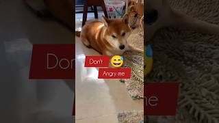 Dont Angry me 😅 angrydog funnydogs shortvideo [upl. by Hardigg]