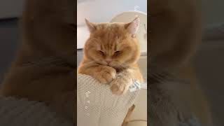 😍😍♥️ cat cattitude funnyanimals funnycats cutekitty kitten shortcat [upl. by Gabrielle570]