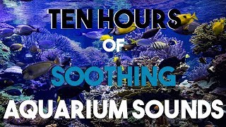 NO ADS Ten Hours of Aquarium Sounds  Soothing Bubbles  Room Ambiance [upl. by Yarised]