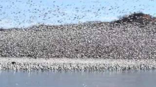 Snow Geese Vortex Squaw Creek NWR [upl. by Airoled185]