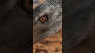 O Velociraptor da Vida Real jurassicpark jurassicworld prehistoricplanet velociraptor [upl. by Blancha]