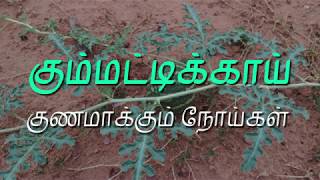 கும்மட்டிக்காய் குணமாக்கும் நோய்கள்  Citrullus Colocynthis  DrSRevathis Vlog [upl. by Elagiba]