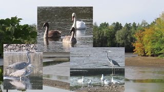 Am Mittelteich Moritzburg beobachtet  Graureiher Schwäne Möwen 0910 [upl. by Hamitaf]