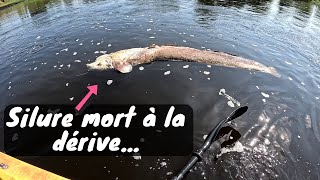 SILURE MORT À LA DÉRIVE ET BROCHET EN EMBUSCADE [upl. by Roselba]