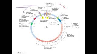 Lecture 4 Regulation of gene expression in phage lambda [upl. by Betthel306]