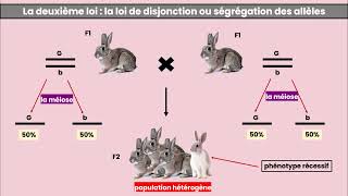 La Génétique mendélienne  Les lois de Mendel [upl. by Constanta719]