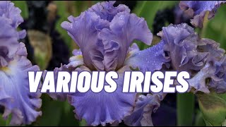 Various irises [upl. by Leinahtan]