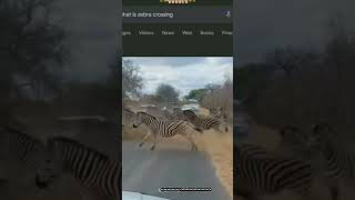 WHAT IS ZEBRA CROSSING 🤣🤣🤣🤣🤣🤣🤣 [upl. by Islaen]