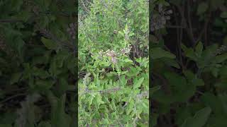 Matarani Tulsi plantplantsgardennature trending shortstulsi [upl. by Harl]