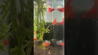 Amazing Cauliflower Swordtails at Fishy Bizz Aquatics [upl. by Euqnimod]