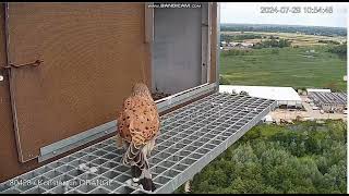 Konstancin Jeziorna Orange PL Kestrels Male guarding the nest  departure  2024 07 29 10 40 [upl. by Nnylecoj]