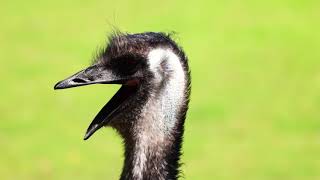 The Emu  Bird [upl. by Pega]