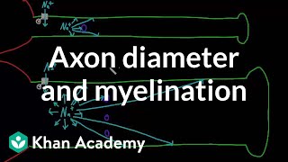 Effects of axon diameter and myelination  Nervous system physiology  NCLEXRN  Khan Academy [upl. by Besnard115]