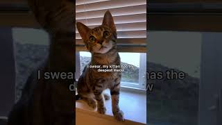 Deepest meow I’ve ever heard😱 cat kitten leonthecatdad xyzbca meow [upl. by Asereht]