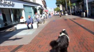 Tiffin  The Bearded Collie Dog Shopping Carrier [upl. by Granniah336]