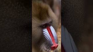 Mandrills monkey 🐒 [upl. by Larual]