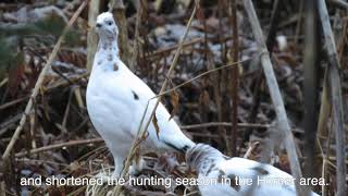 Willow Ptarmigan [upl. by Hillegass]