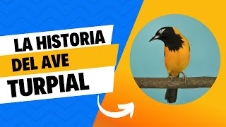 LA HISTORIA DEL AVE TURPIAL ICTERUS ICTERUS  TURPIAL CANTANDO [upl. by Ahsiekat]