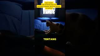 BALAS BUDI KUCING KEPADS MAJIKANNYA [upl. by Sarita]