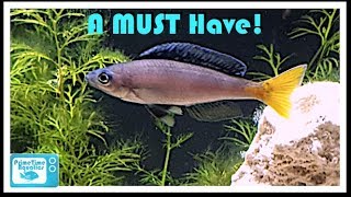 Cyprichromis leptosoma Breeding and Care [upl. by Aneelahs]