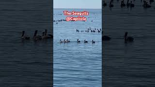 shorts The Seagulls Capitolabeach seagulls fishing capitola [upl. by Yttam]