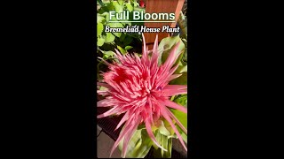 Bromeliad House Plant in Full Blooms [upl. by Purpura550]