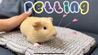 Interaction time with the baby guinea pig [upl. by Yttak]