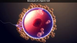 Structure of a Sperm Cell [upl. by Ramgad]