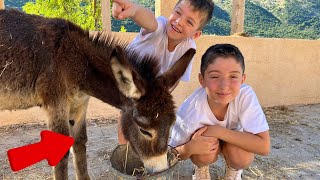 Farm Animals for Kids🐴 Zoo Adventure  Donkeys For Kids  Educational Videos For Kids [upl. by Lumbard300]