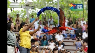 Jurong Bird Park Singapore [upl. by Eilrahc]