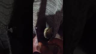 🐿️❣️sakthi kutty❣️ shirt la thungura alagi❤️❤️shortvideo save sreet dogs please🙏🙏🙏 [upl. by Byrdie]