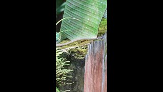 Common Bronzeback Tree Snake  Dendrelaphis tristis [upl. by Gabbey959]