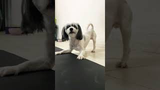 Shih Tzu Barking 😂 [upl. by Arebma]