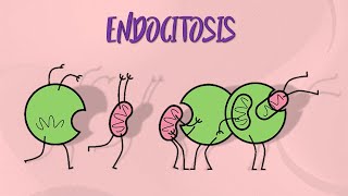 Tipos de endocitosis [upl. by Carlee372]