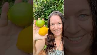 Yellow lemons in Costa Rica or lack thereof [upl. by Badr]