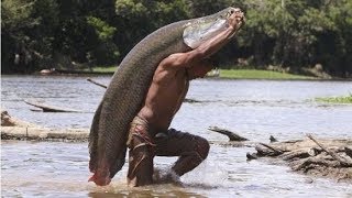 CRIAÇÃO DE PIRARUCU EM RONDONIA [upl. by Lehcar]