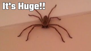 Removing Huntsman House Spider From Australian House [upl. by Bullough]