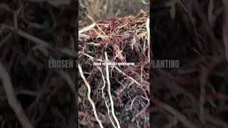 Loosen Root Ball When Planting [upl. by Komara]