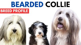 Bearded Collie Breed Profile History  Price  Traits  Bearded Collie Grooming Needs  Lifespan [upl. by Ayomat]