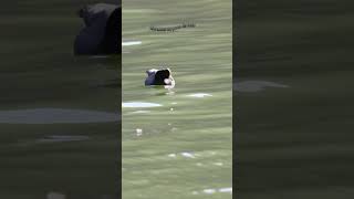 gallareta ala blanca Fulica leucoptera naturaleza agua aves avesargentinas [upl. by Dranrev]