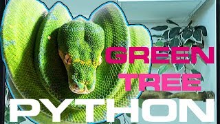 GREEN TREE PYTHON SETUP CARE AND HUSBANDRY [upl. by Portland]