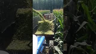 silage making process [upl. by Kevon]