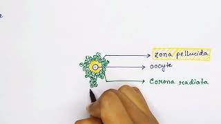 Graafian follicle structure english  Oocyte structure [upl. by Welcy]