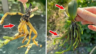 Great method You can revive a dying orchid easily [upl. by Yssej]