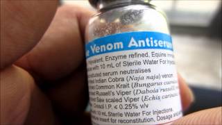 🤔How They Make Anti Venom🤔 antivenom science ytshorts [upl. by Alyhc406]