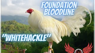 Whitehackle  The 4 Foundation Bloodlines Part 1 [upl. by Eelac]